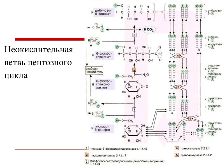 Неокислительная ветвь пентозного цикла