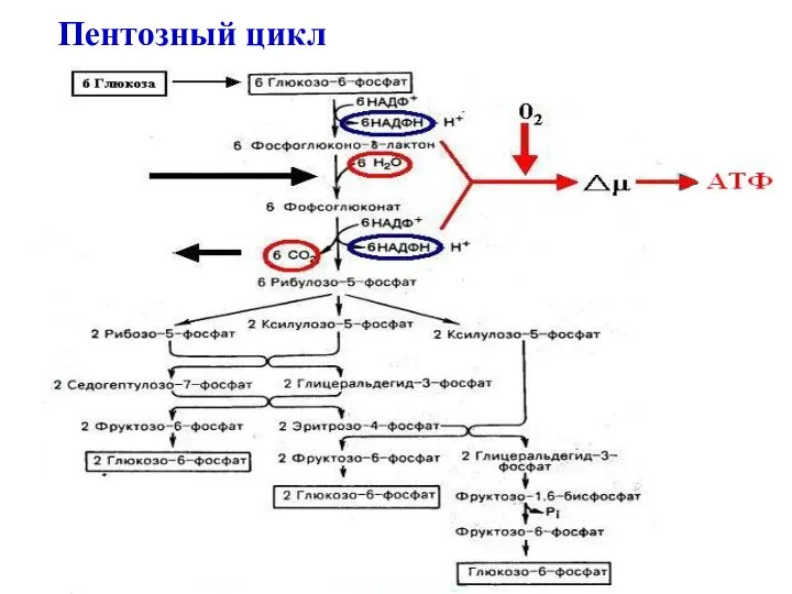 Пентозный цикл