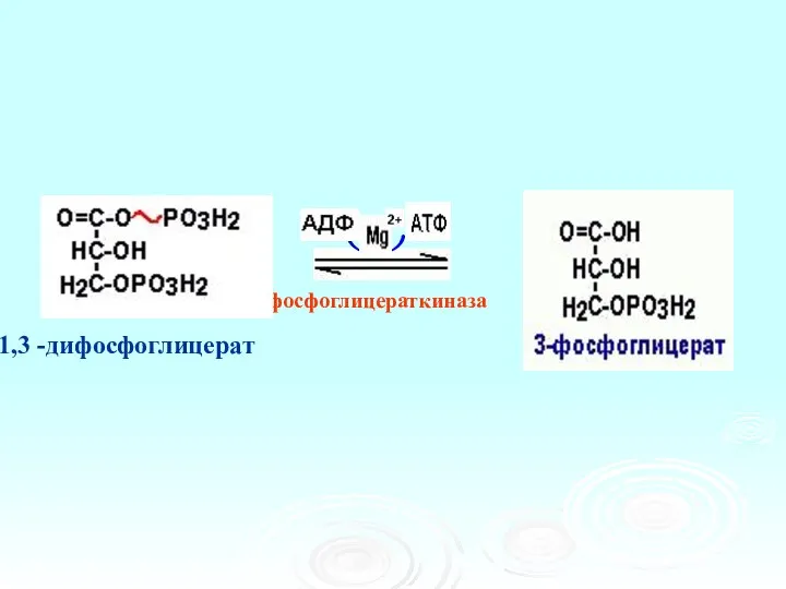 фосфоглицераткиназа 1,3 -дифосфоглицерат