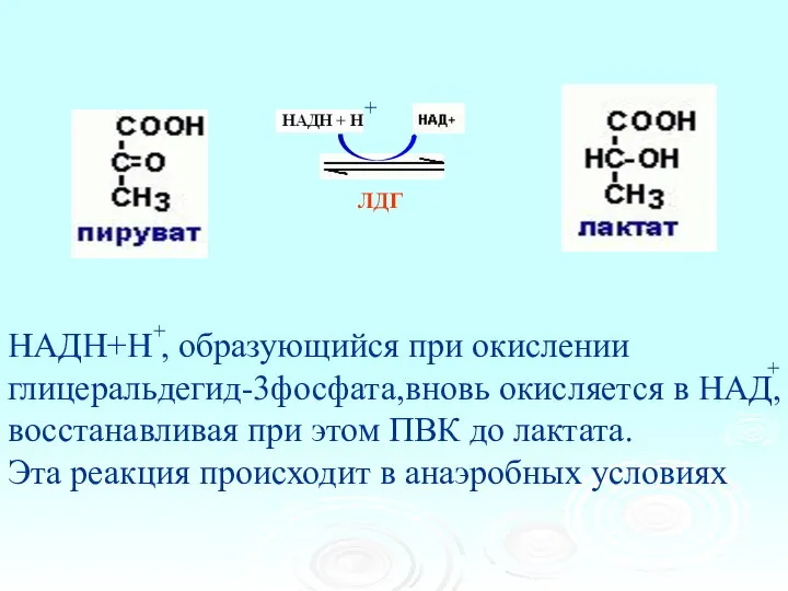 ЛДГ НАДН+Н , образующийся при окислении глицеральдегид-3фосфата,вновь окисляется в НАД, восстанавливая