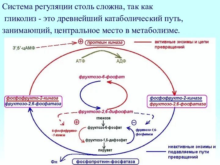 Система регуляции столь сложна, так как гликолиз - это древнейший катаболический