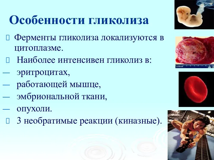 Особенности гликолиза Ферменты гликолиза локализуются в цитоплазме. Наиболее интенсивен гликолиз в: