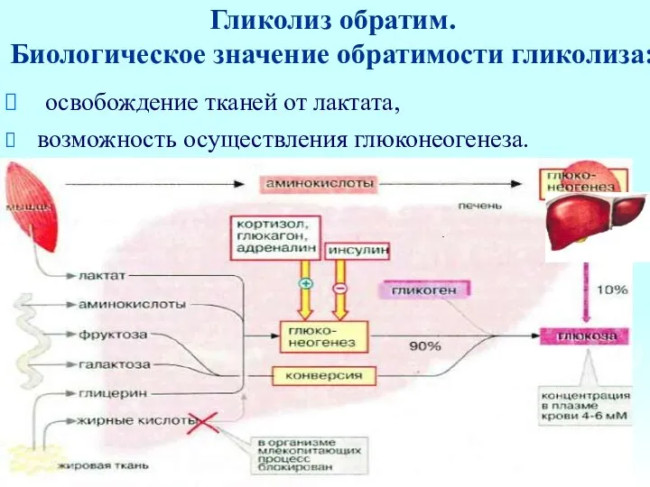 Гликолиз обратим. Биологическое значение обратимости гликолиза: освобождение тканей от лактата, возможность осуществления глюконеогенеза.