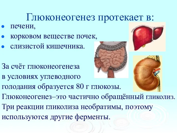 Глюконеогенез протекает в: печени, корковом веществе почек, слизистой кишечника. За счёт