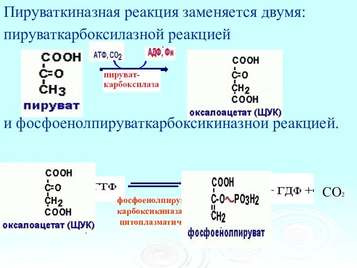 Пируваткиназная реакция заменяется двумя: пируваткарбоксилазной реакцией и фосфоенолпируваткарбоксикиназной реакцией. фосфоенолпируват- карбоксикиназа цитоплазматическая СО2