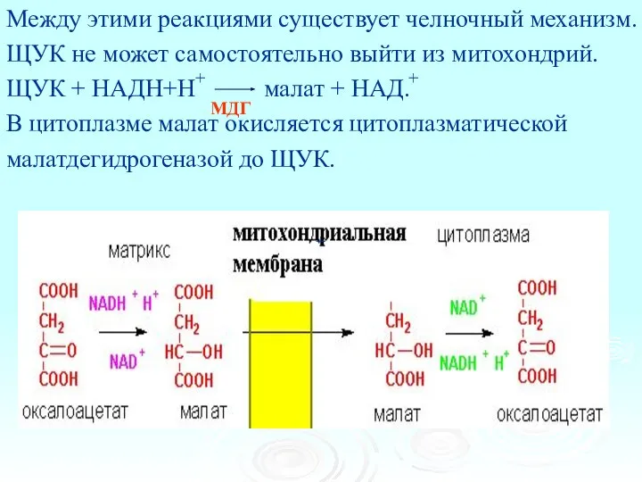 Между этими реакциями существует челночный механизм. ЩУК не может самостоятельно выйти