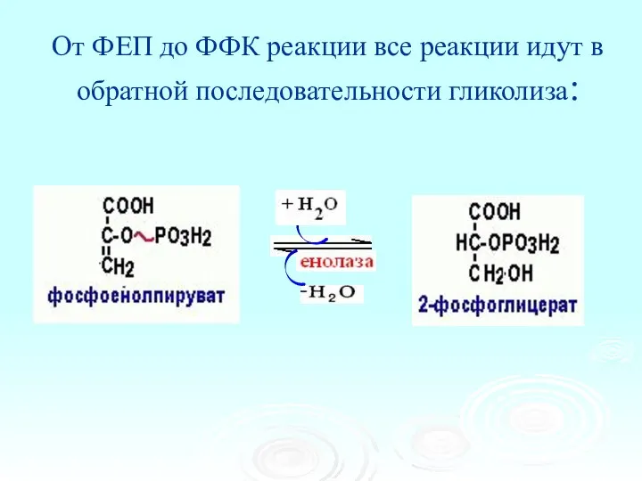От ФЕП до ФФК реакции все реакции идут в обратной последовательности гликолиза: