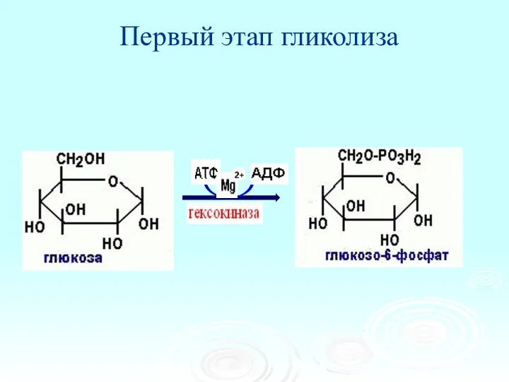 Первый этап гликолиза