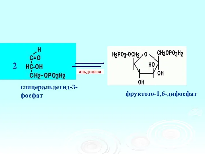 глицеральдегид-3-фосфат 2 фруктозо-1,6-дифосфат