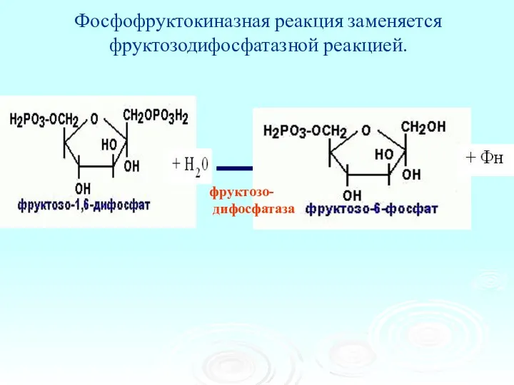 Фосфофруктокиназная реакция заменяется фруктозодифосфатазной реакцией. фруктозо- дифосфатаза