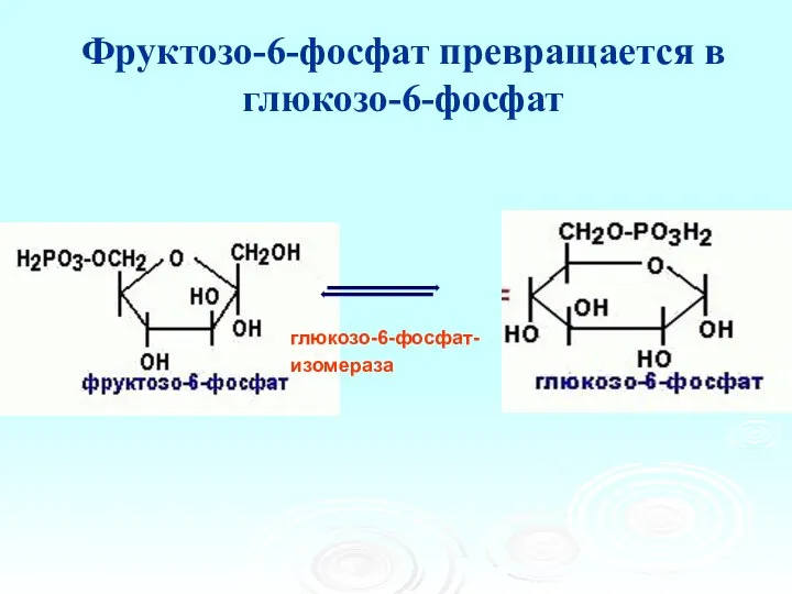 Фруктозо-6-фосфат превращается в глюкозо-6-фосфат глюкозо-6-фосфат- изомераза