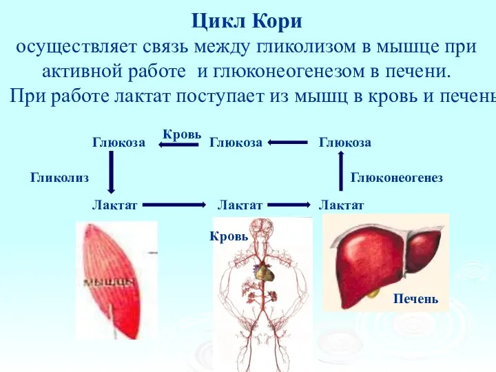 Цикл Кори осуществляет связь между гликолизом в мышце при активной работе