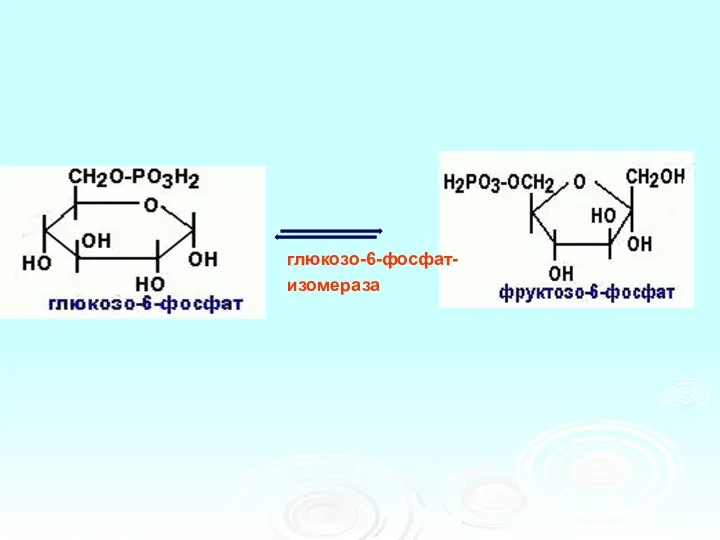 глюкозо-6-фосфат- изомераза