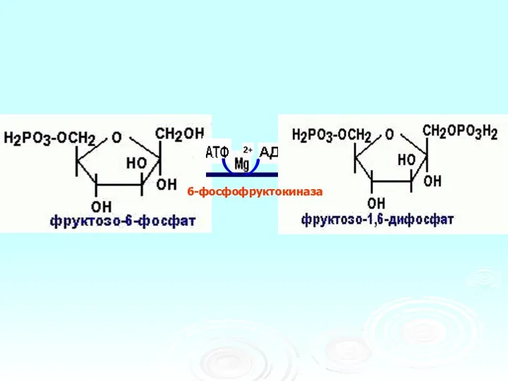 6-фосфофруктокиназа