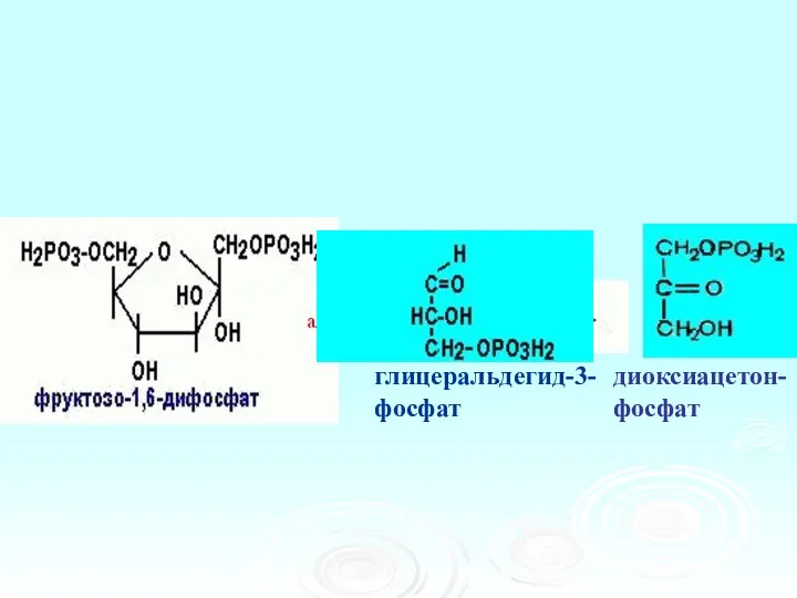 диоксиацетон- фосфат глицеральдегид-3-фосфат