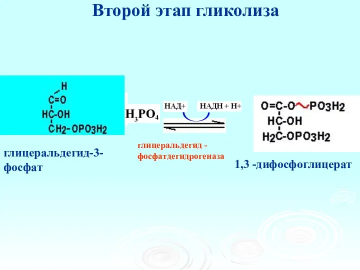 Второй этап гликолиза глицеральдегид - фосфатдегидрогеназа глицеральдегид-3-фосфат 1,3 -дифосфоглицерат