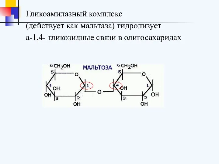 Гликоамилазный комплекс (действует как мальтаза) гидролизует а-1,4- гликозидные связи в олигосахаридах