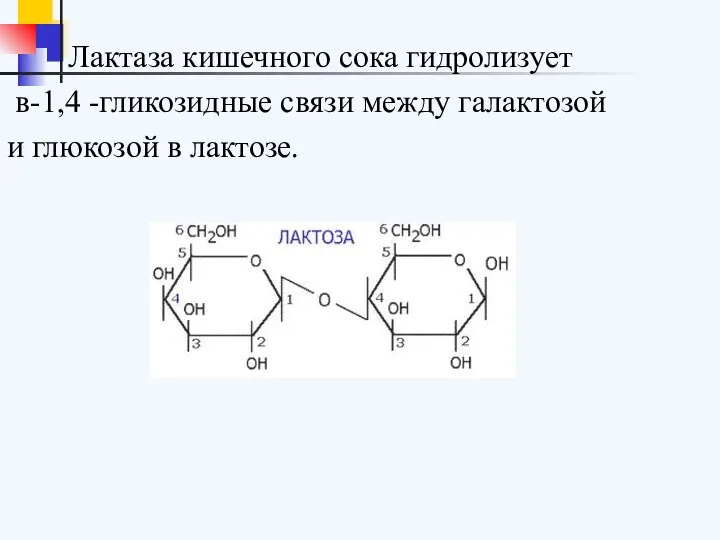 Лактаза кишечного сока гидролизует в-1,4 -гликозидные связи между галактозой и глюкозой в лактозе.