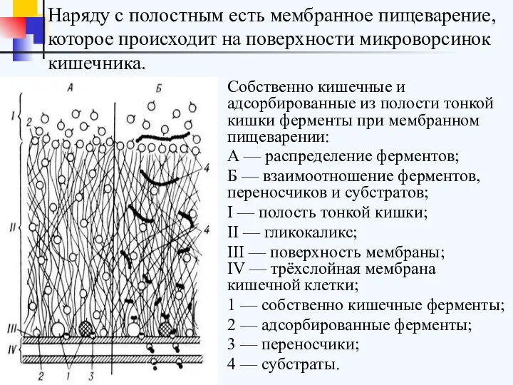 Собственно кишечные и адсорбированные из полости тонкой кишки ферменты при мембранном