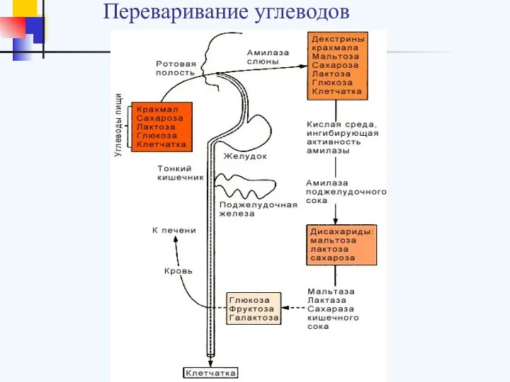 Переваривание углеводов