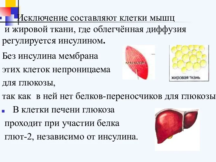 Исключение составляют клетки мышц и жировой ткани, где облегчённая диффузия регулируется