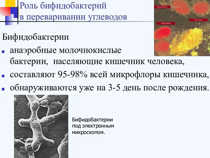 Роль бифидобактерий в переваривании углеводов Бифидобактерии анаэробные молочнокислые бактерии, населяющие кишечник