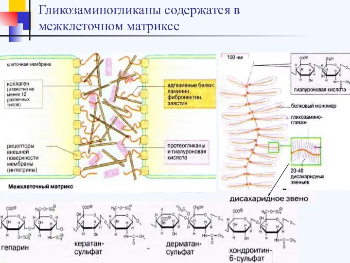 Гликозаминогликаны содержатся в межклеточном матриксе