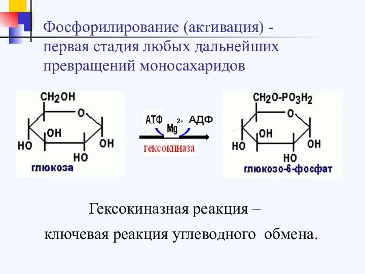 Фосфорилирование (активация) - первая стадия любых дальнейших превращений моносахаридов Гексокиназная реакция – ключевая реакция углеводного обмена.