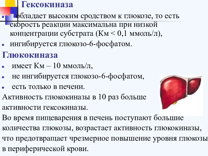 Гексокиназа обладает высоким сродством к глюкозе, то есть скорость реакции максимальна