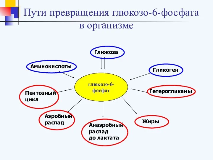 Пути превращения глюкозо-6-фосфата в организме глюкозо-6-фосфат Гликоген Глюкоза Гетерогликаны Жиры Анаэробный