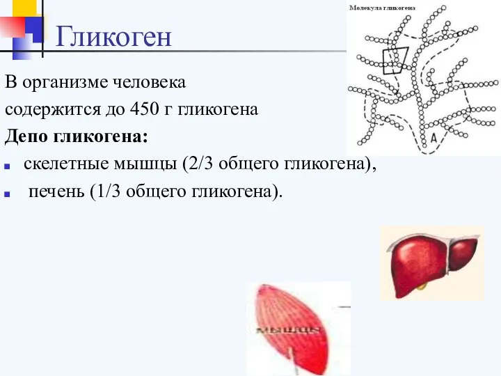 Гликоген В организме человека содержится до 450 г гликогена Депо гликогена: