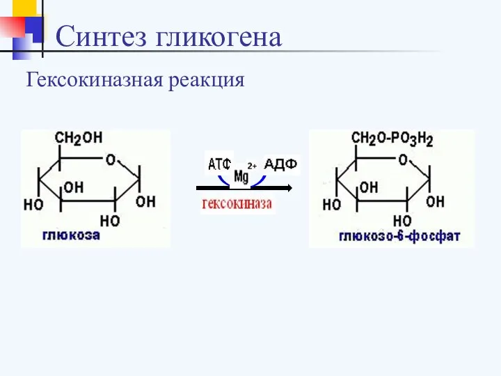 Синтез гликогена Гексокиназная реакция