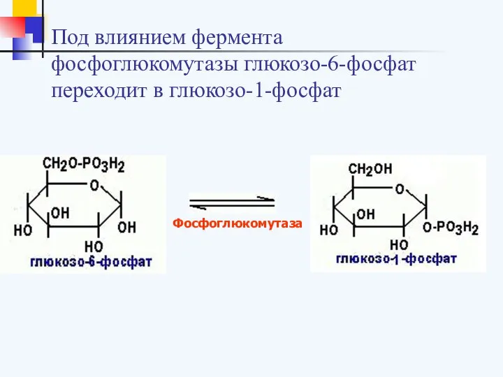 Под влиянием фермента фосфоглюкомутазы глюкозо-6-фосфат переходит в глюкозо-1-фосфат Фосфоглюкомутаза