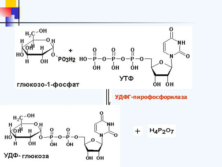 УДФГ-пирофосфорилаза