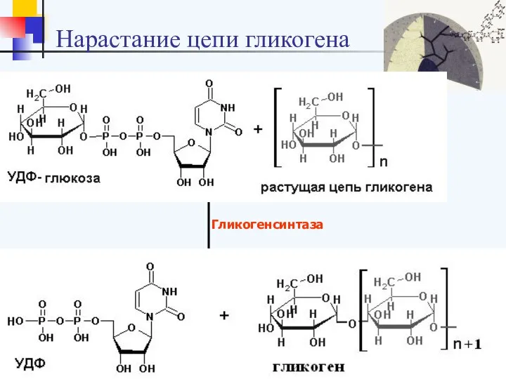 Нарастание цепи гликогена Гликогенсинтаза