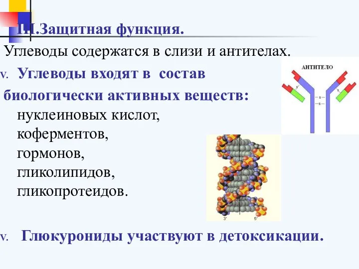 Защитная функция. Углеводы содержатся в слизи и антителах. Углеводы входят в