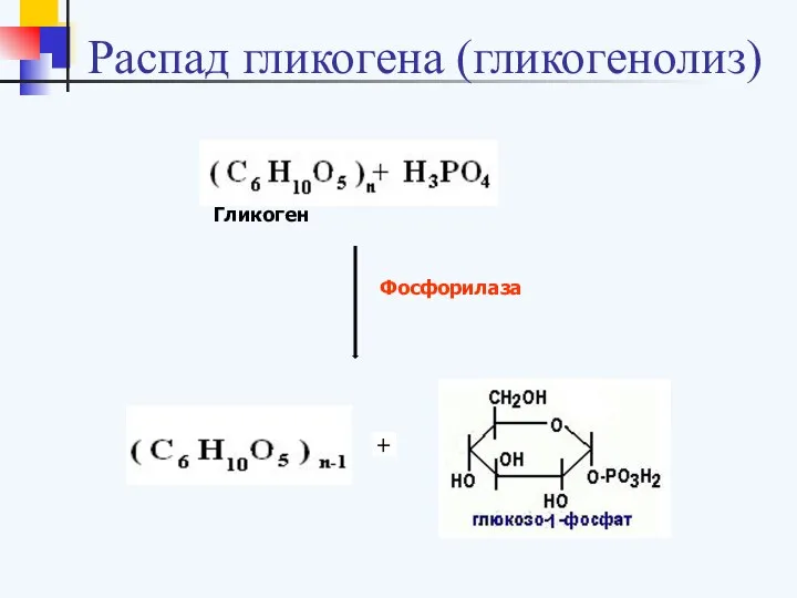 Распад гликогена (гликогенолиз) Фосфорилаза Гликоген