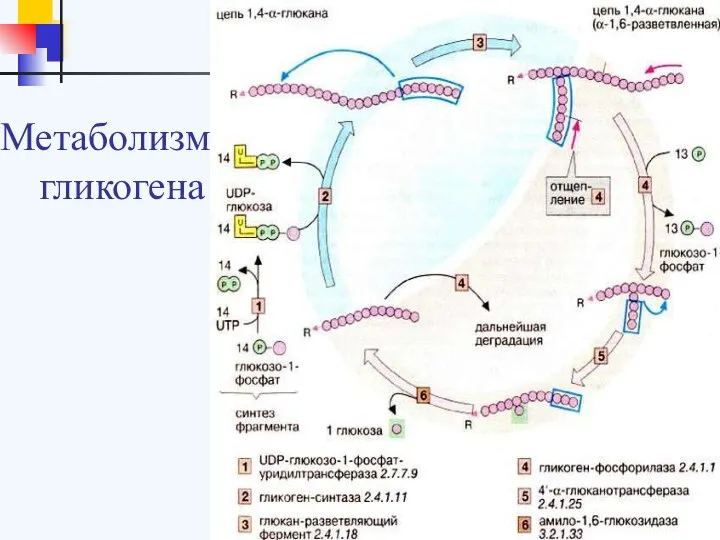 Метаболизм гликогена