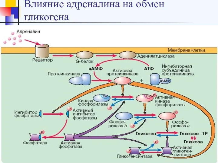 Влияние адреналина на обмен гликогена