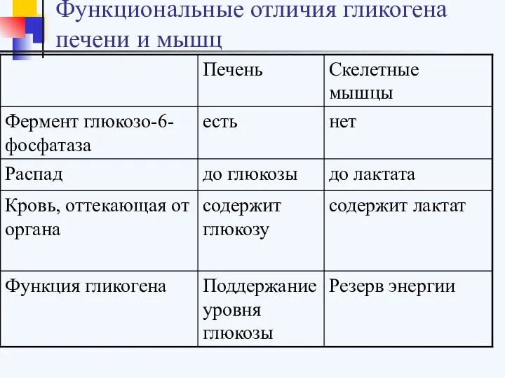 Функциональные отличия гликогена печени и мышц