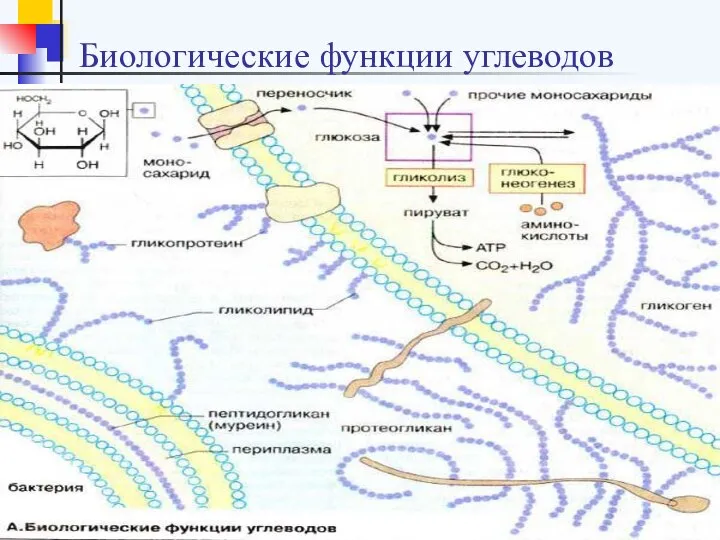 Биологические функции углеводов