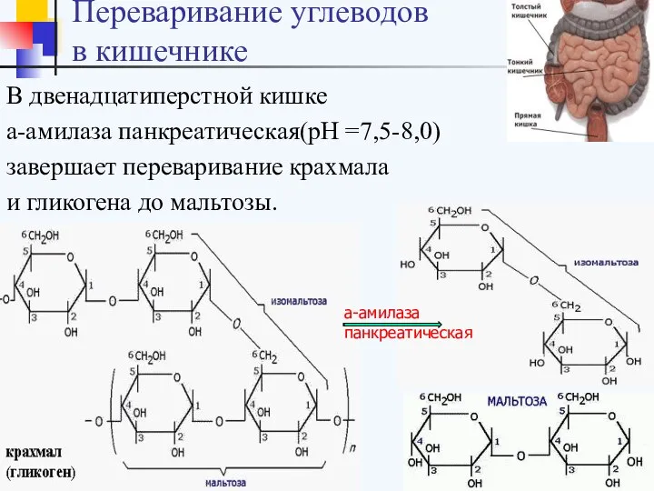 В двенадцатиперстной кишке а-амилаза панкреатическая(рН =7,5-8,0) завершает переваривание крахмала и гликогена