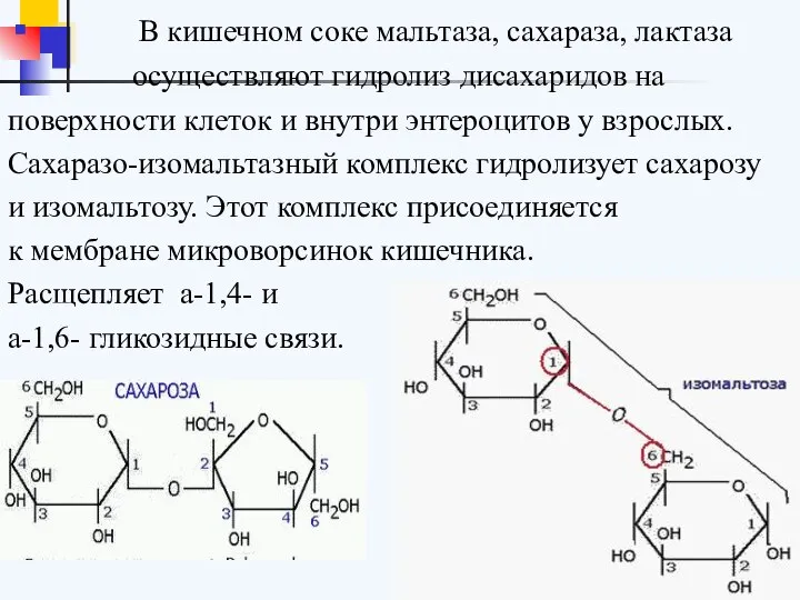 В кишечном соке мальтаза, сахараза, лактаза осуществляют гидролиз дисахаридов на поверхности