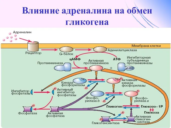 Влияние адреналина на обмен гликогена