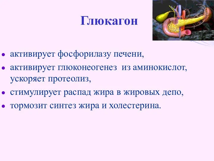 Глюкагон активирует фосфорилазу печени, активирует глюконеогенез из аминокислот, ускоряет протеолиз, стимулирует