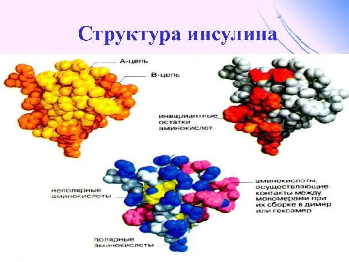 Структура инсулина