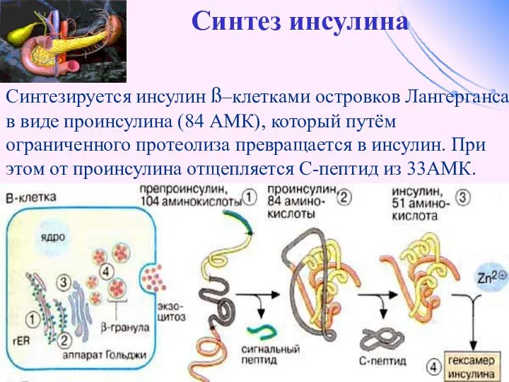 Синтез инсулина Синтезируется инсулин ß–клетками островков Лангерганса в виде проинсулина (84