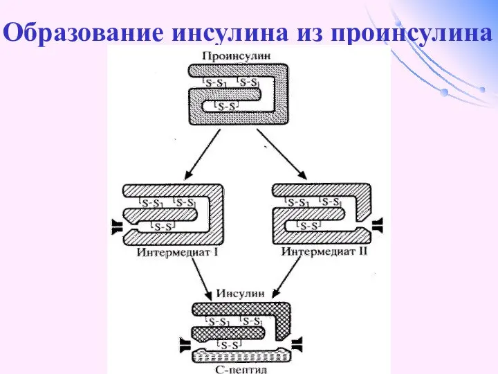 Образование инсулина из проинсулина