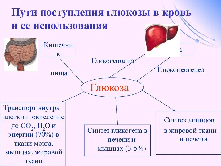 Пути поступления глюкозы в кровь и ее использования Глюкоза Транспорт внутрь