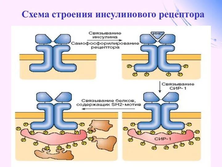 Схема строения инсулинового рецептора